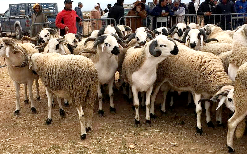 Aïd Al-Adha 2024 : 5,8 millions de têtes d'ovins et de caprins identifiées